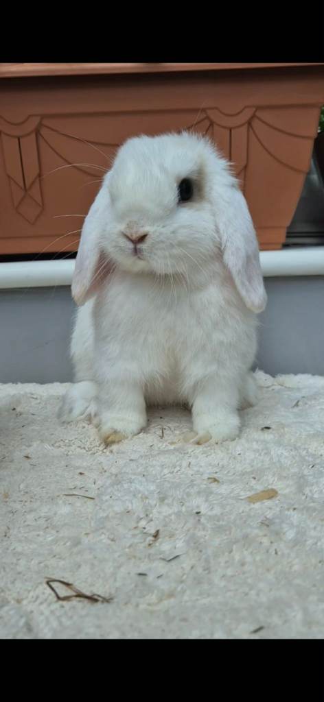 Mini Lops Ready Now 