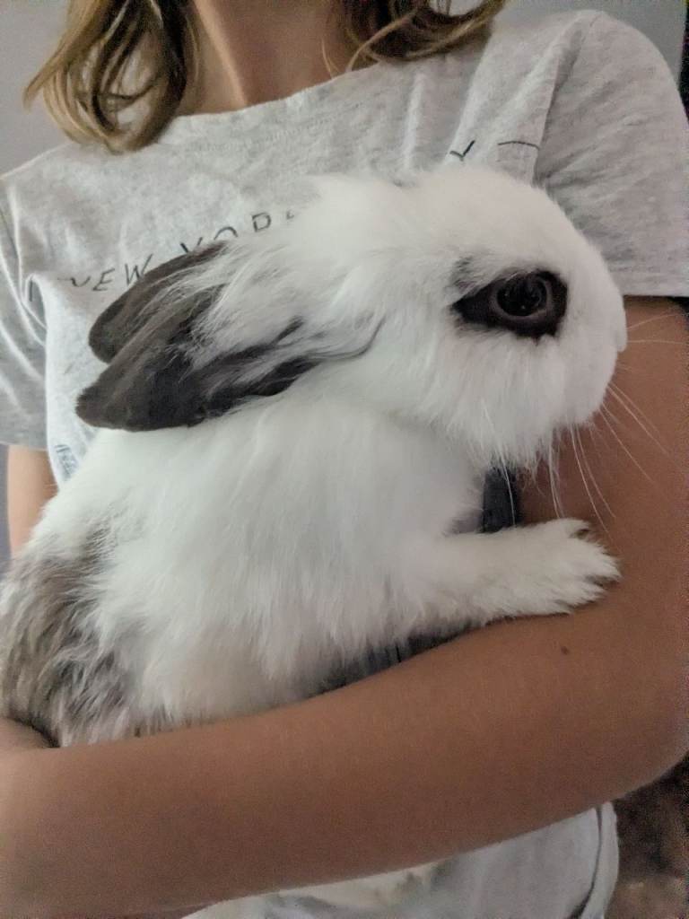 Beautiful Friendly Lionhead x Lop Baby Rabbits for Sale