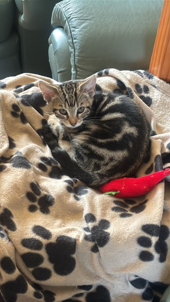 11-Week-Old Male Kitten Looking for Home 🐾