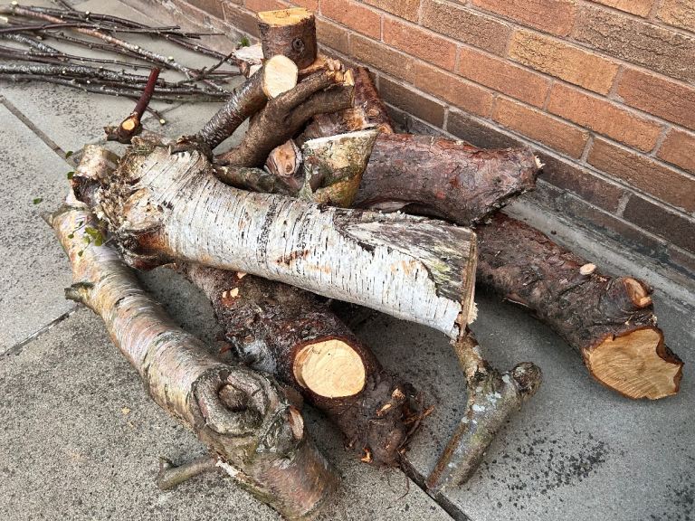FREE Tree Logs *UPDATE - GONE! Not available 