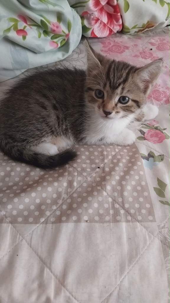 Kittens 