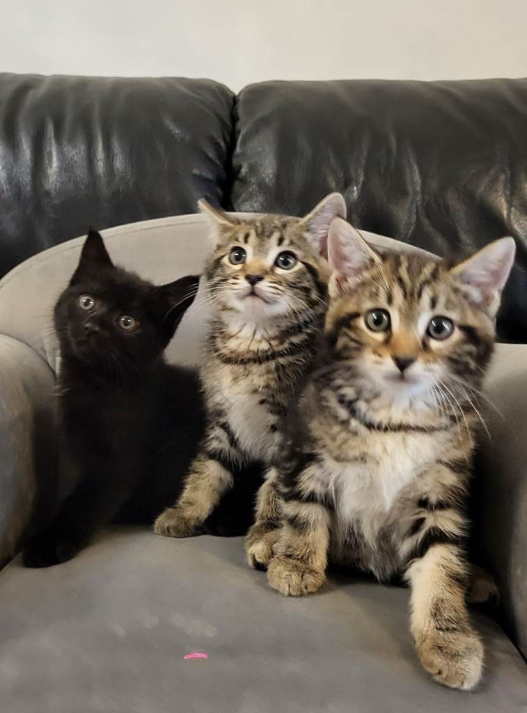 5 Gorgeous Maine Coon X kittens