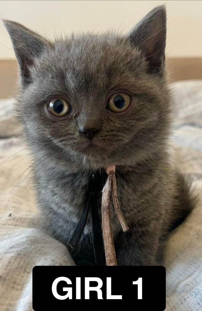 British Blue kittens (BSH), both parents pedigree