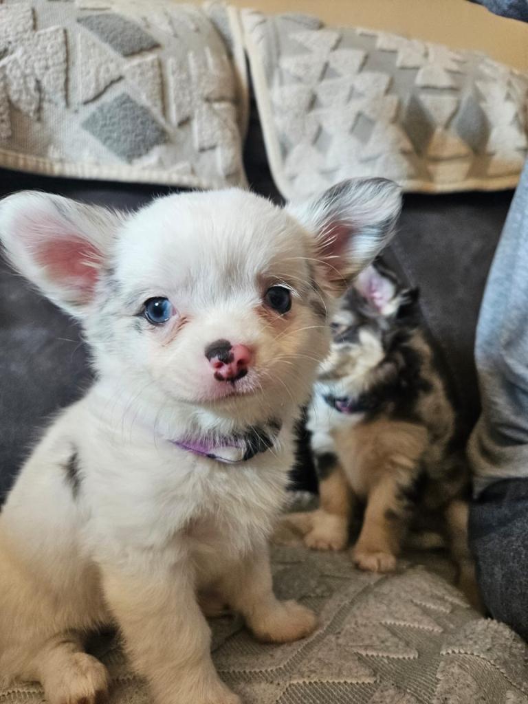 4 beautiful female chihuahuas
