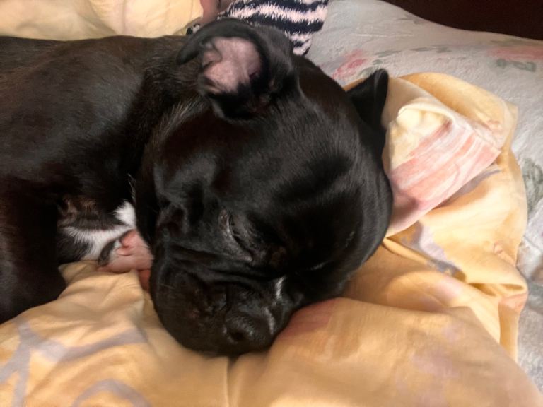 Milo he needs an urgent home 🚨‼️