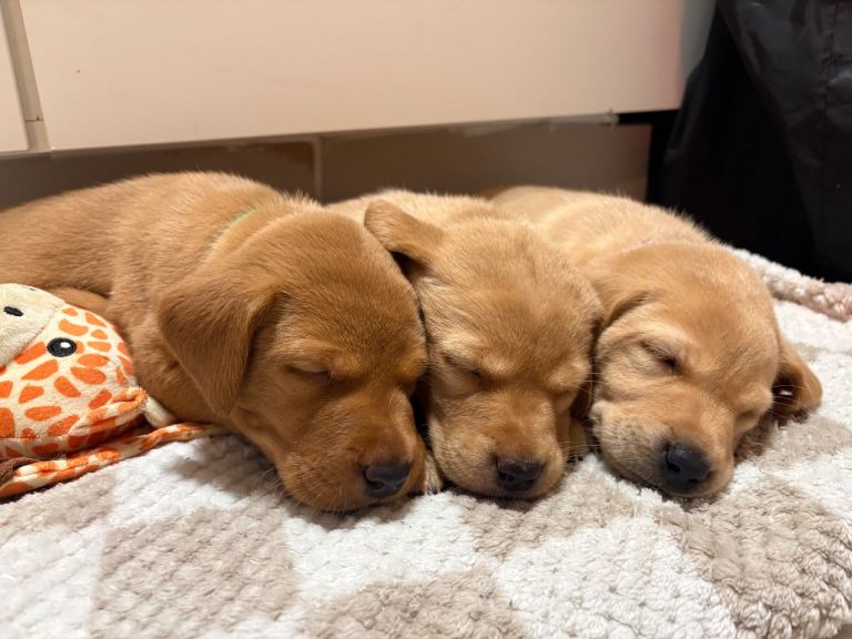 3 incredible Labrador pups left from litter of 6