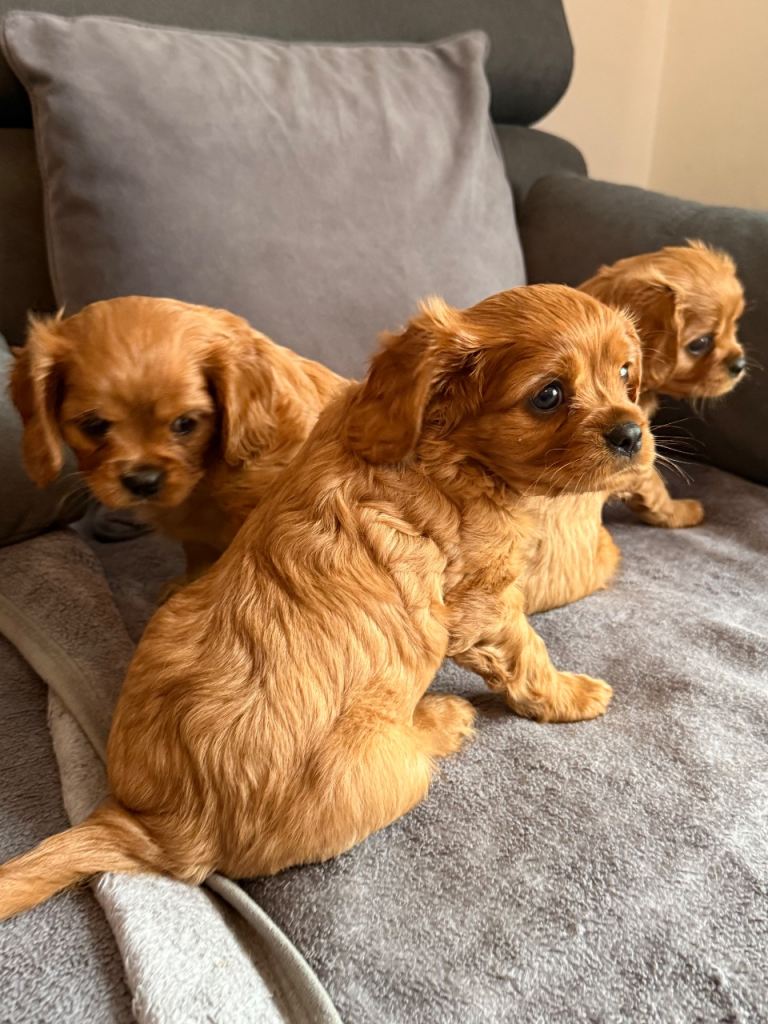 Cavalier King Charles spaniel pups