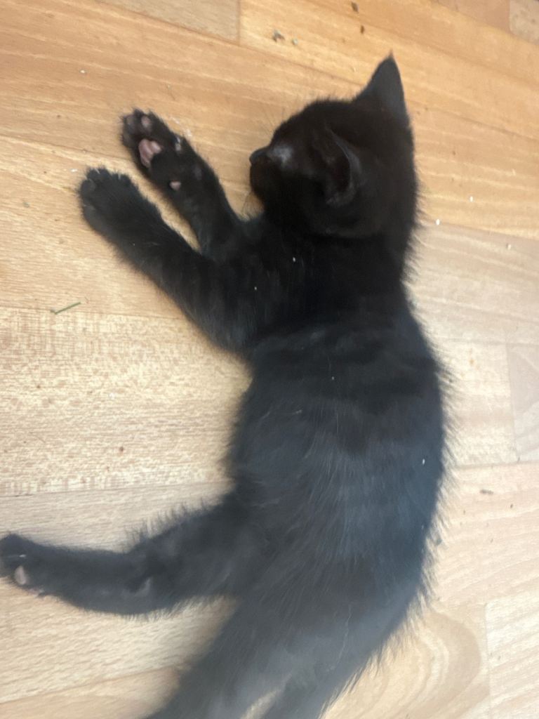 3 black kittens ready to be rehomed