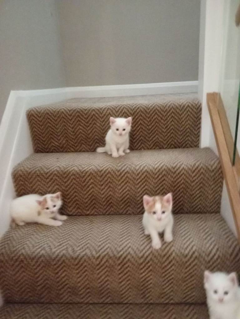 Kittens for sale 