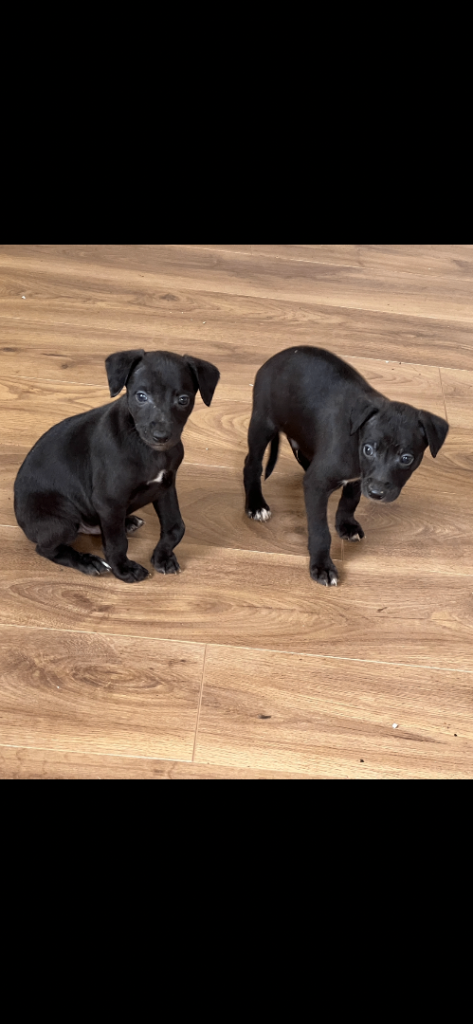 image for Bedlington/Whippet puppies