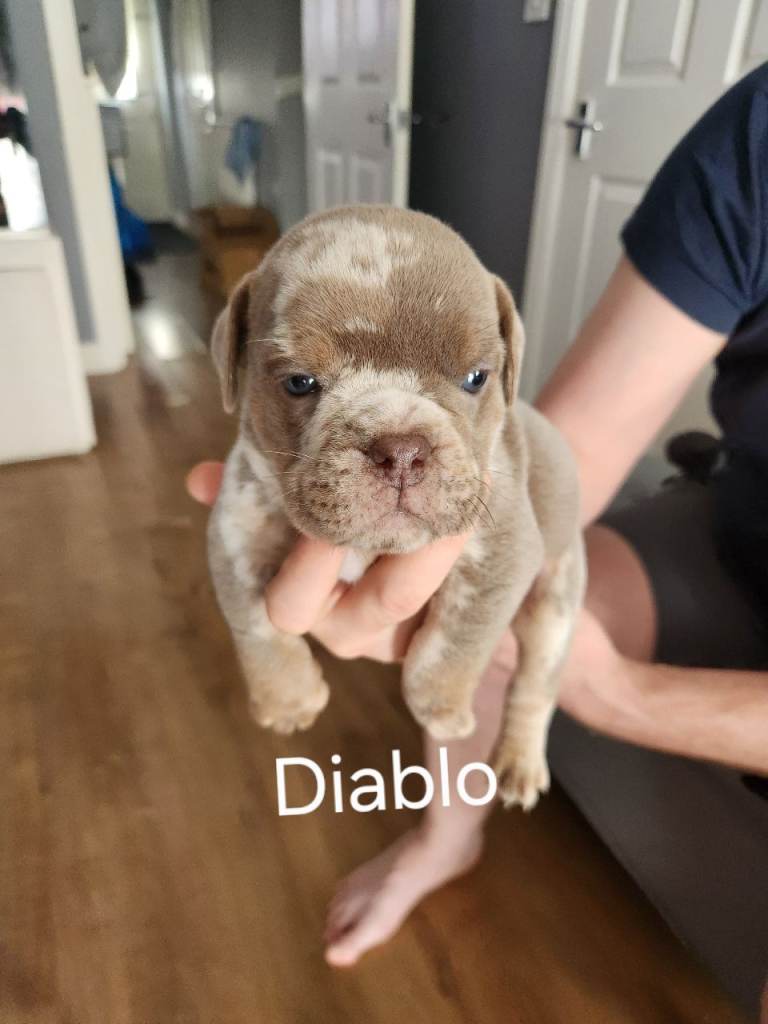 Old tyme bulldog puppies NBBR registered 