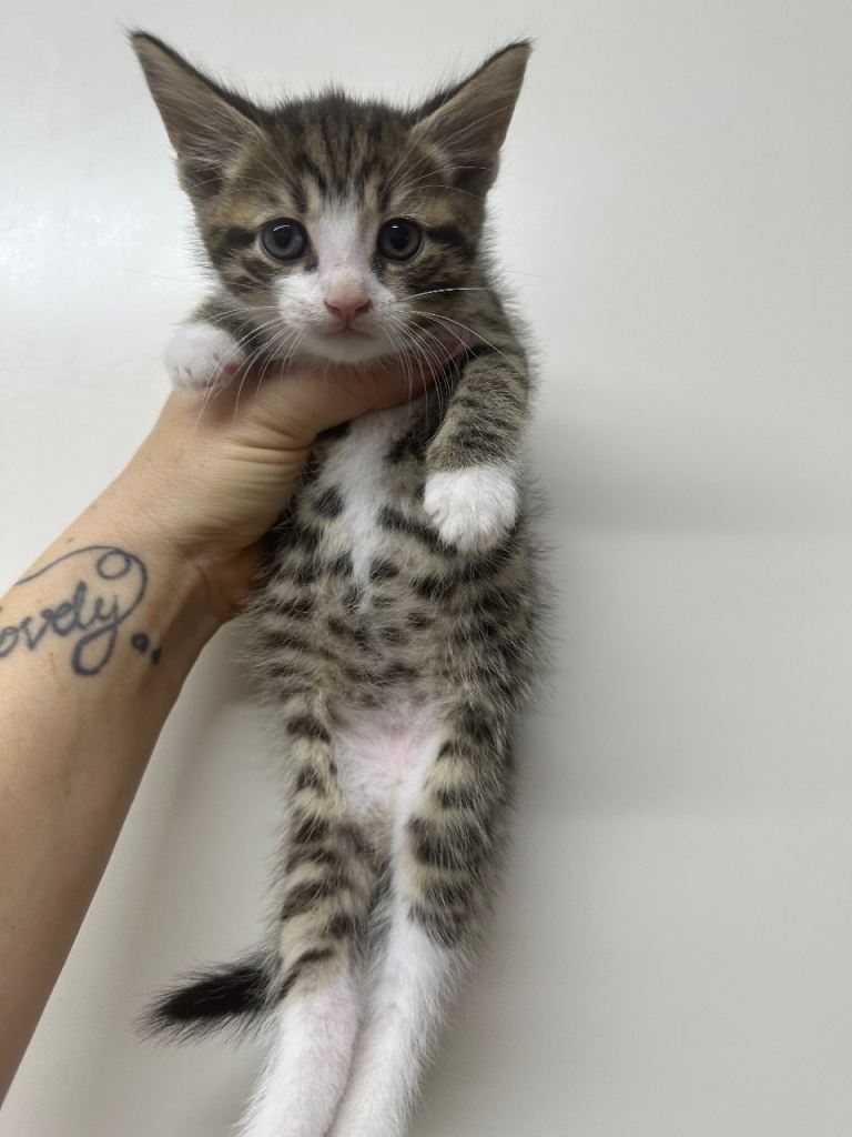 8week old kitten available 