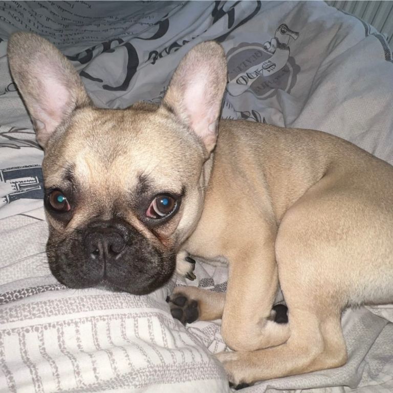 French Bulldog Girl for Sale – £1000 – Kiki