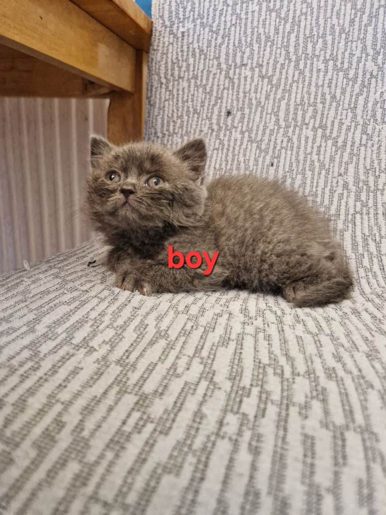 British shorthair kittens 