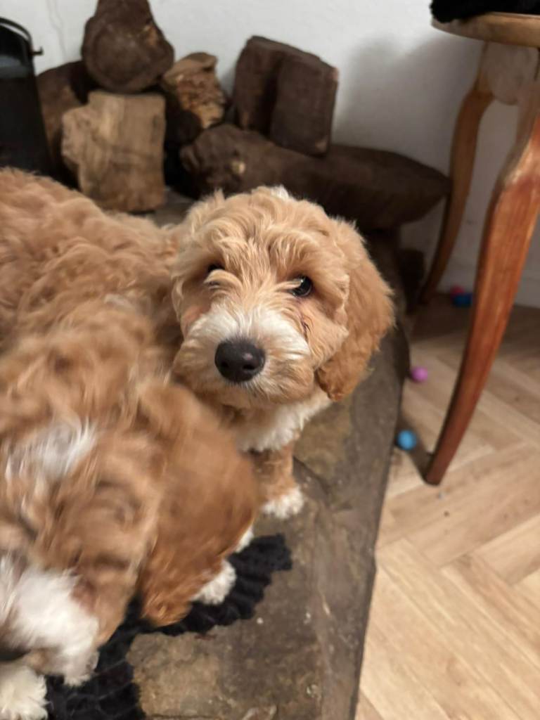 Australian Labradoodles for Sale