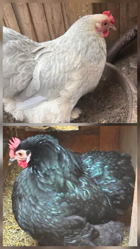 Pekin Bantam Chickens 