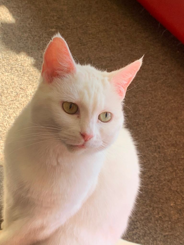 Luna is seeking for her forever home. 