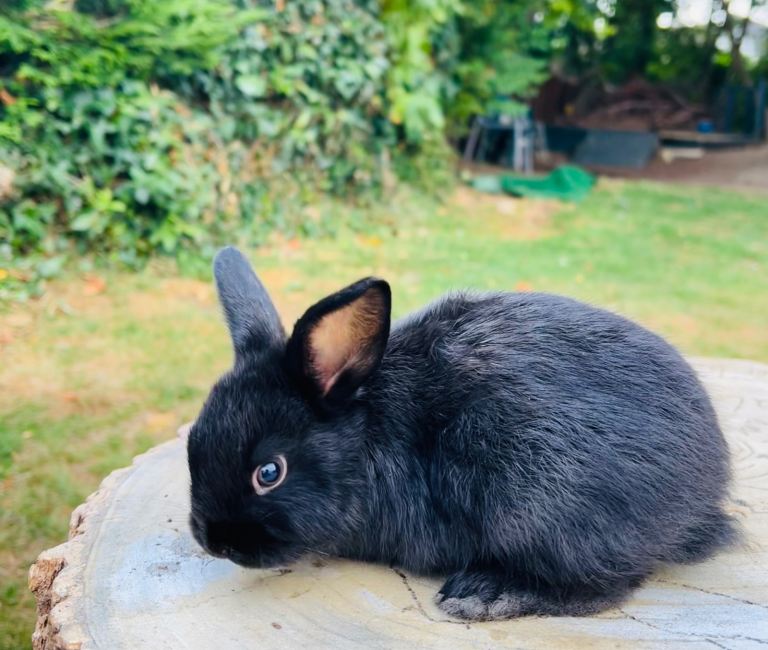 Bunnies