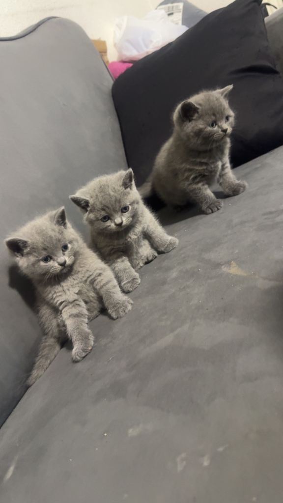 British short hair kittens 