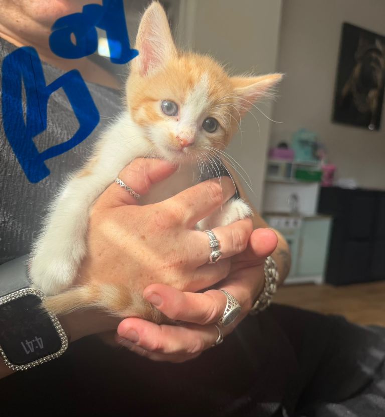 Two boys one girl kitten ready for new home 
