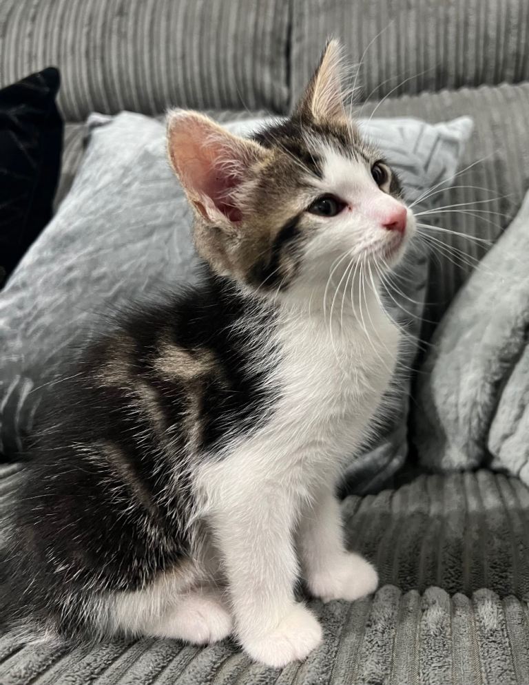 Cute kitten for sale