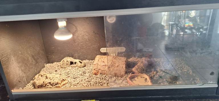 Bearded dragon tank 
