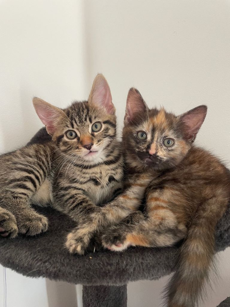 Kittens