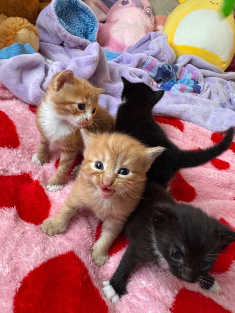 Beautiful Norwegian x kittens 4 males!!  1 ginger reserved 
