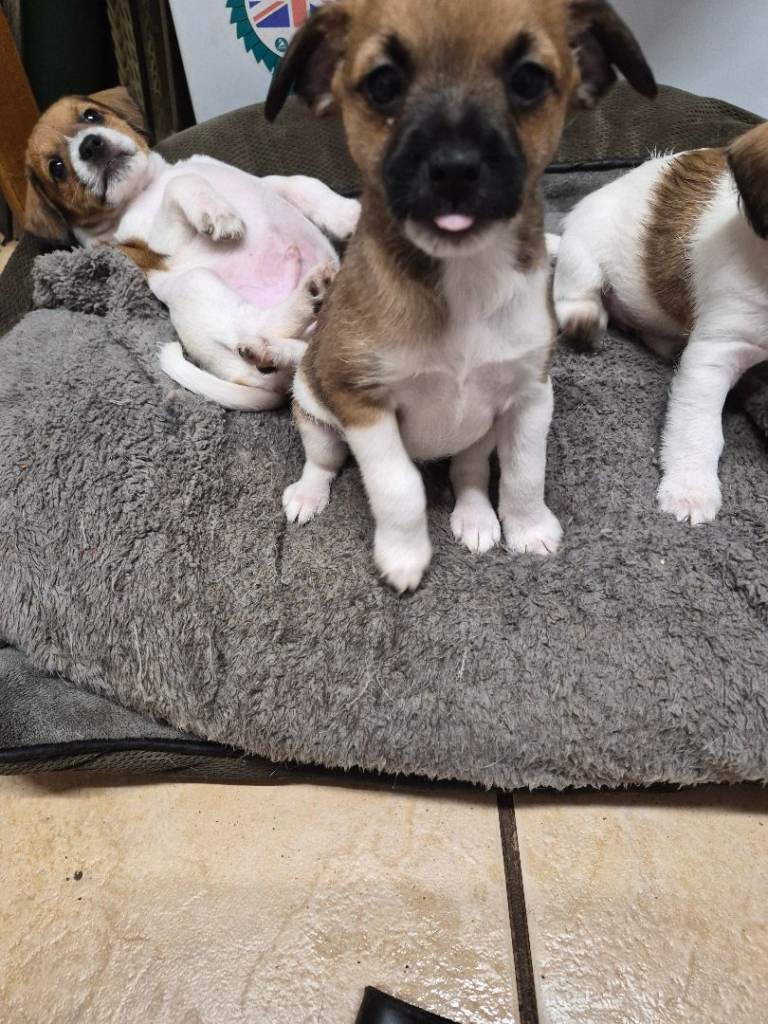 Puppy 