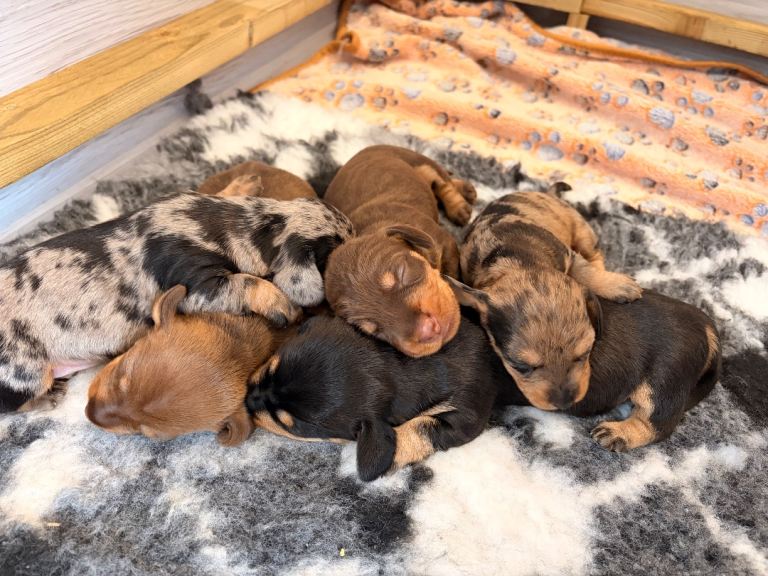 KC Reg Miniature Wire Hair Dachshund