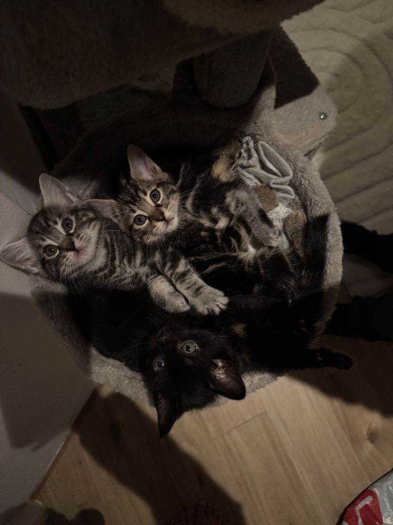 ALL RESERVED * bengal Kittens for sale 