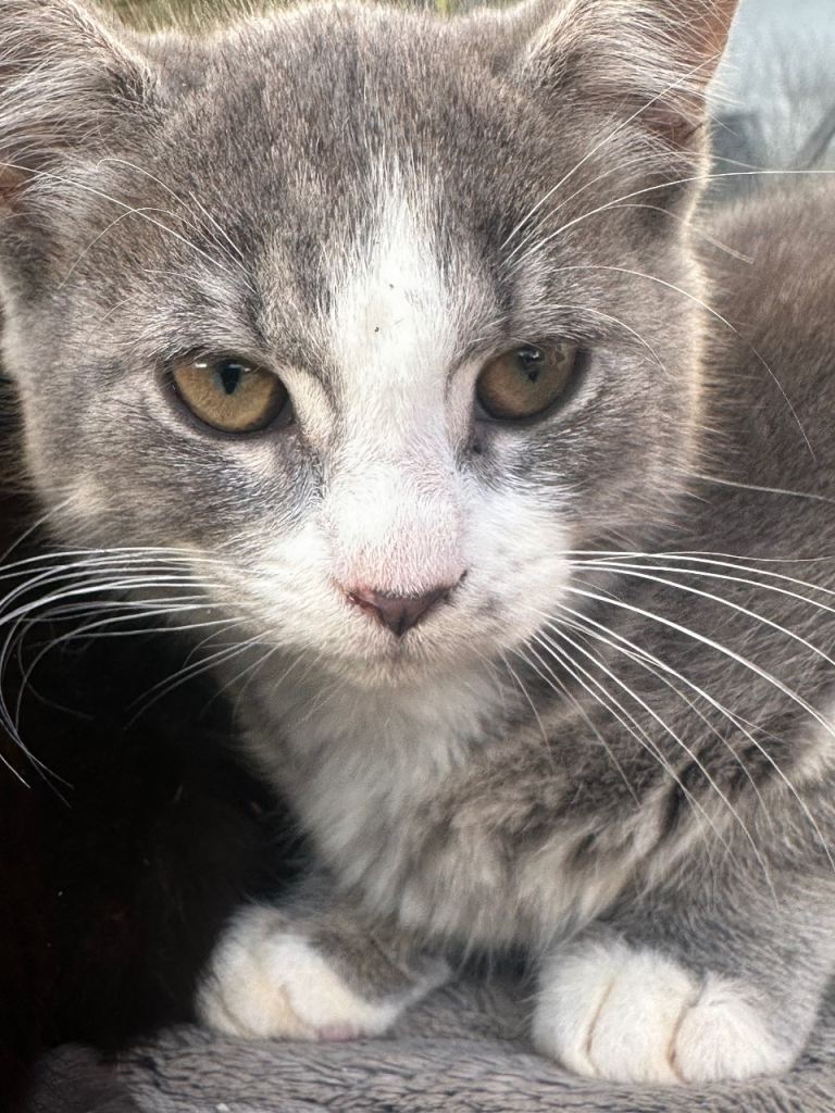 Adorable kittens Looking for Loving Homes