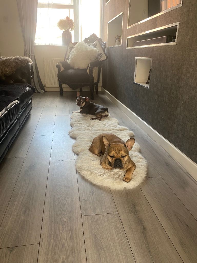French bulldog for sale £250