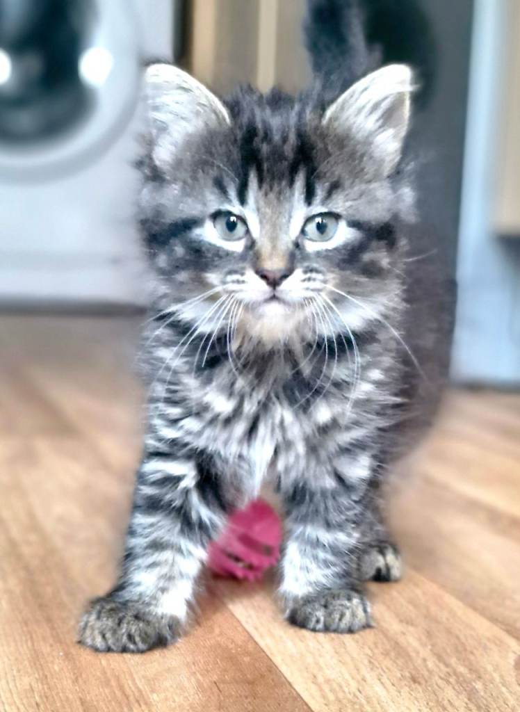 Beautiful fluffy kitten 