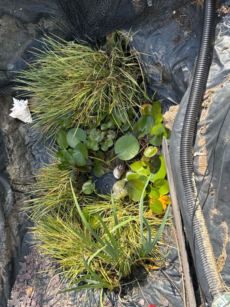 Pond stuff