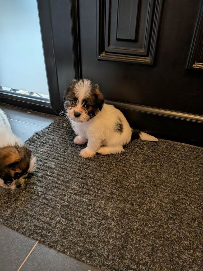 Shihtzu cross jack Russell 