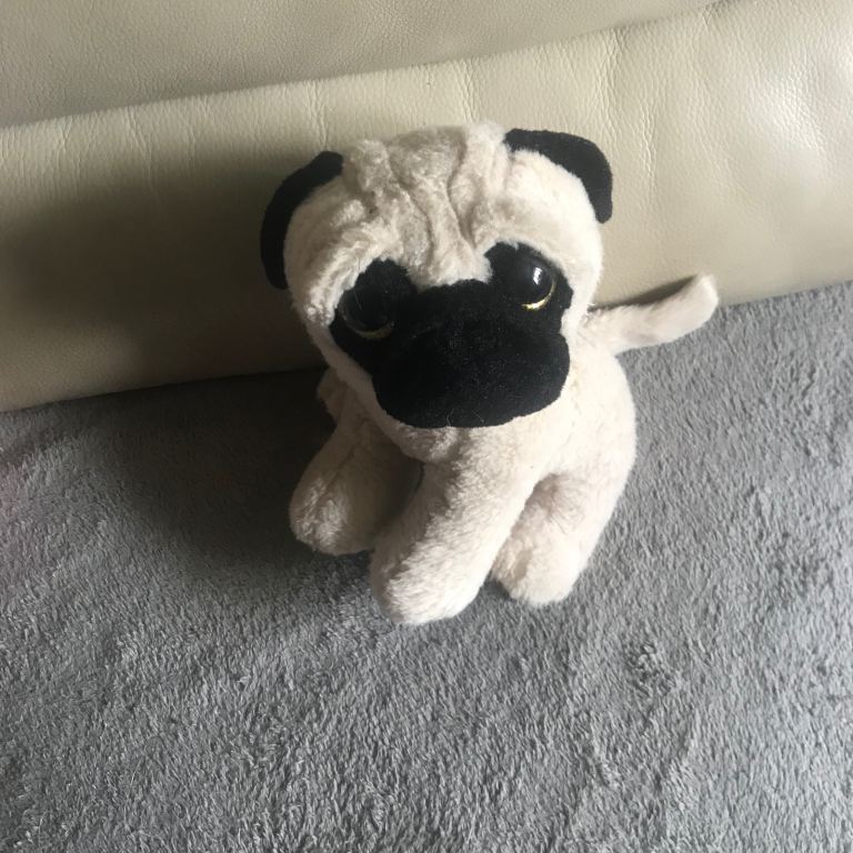 Cute Pug