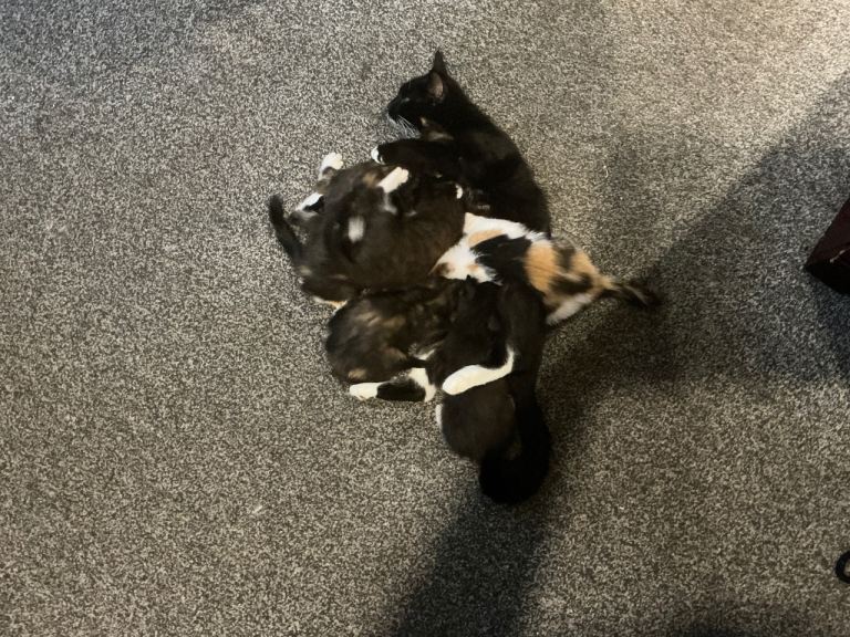 6 Adorable Kittens looking for there forever home