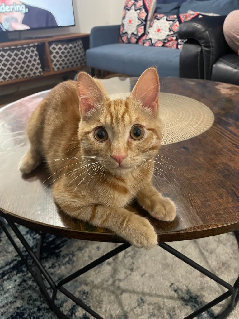🐾 Adorable 4-Month-Old Ginger Tabby Kitten Looking for a Loving Home 🐾