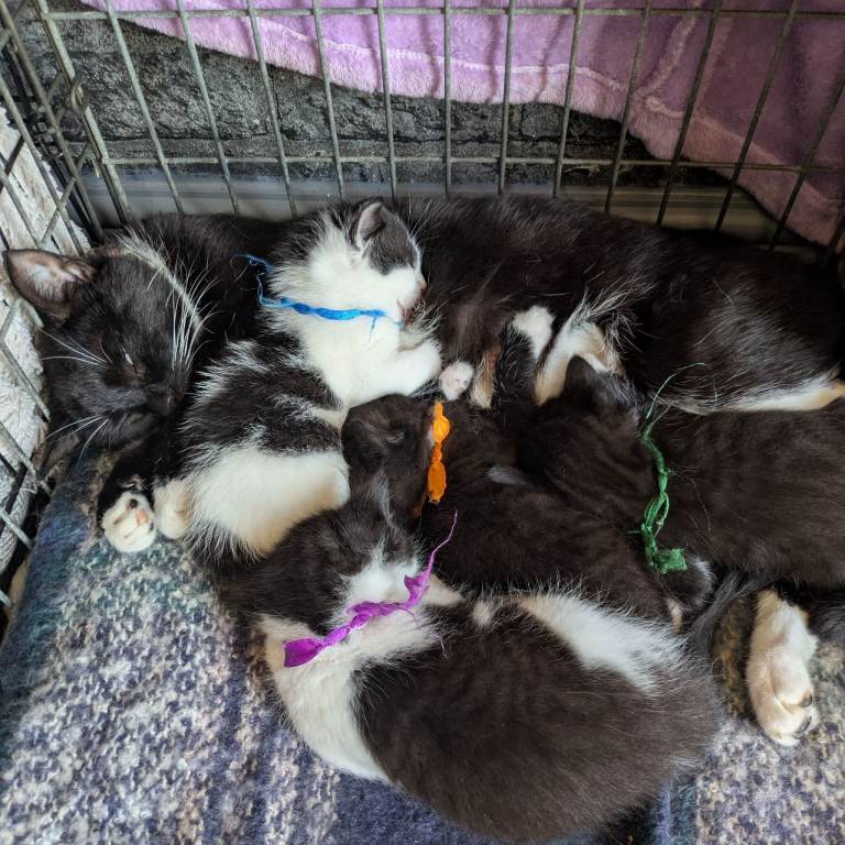 1 Kitten left - for sale 