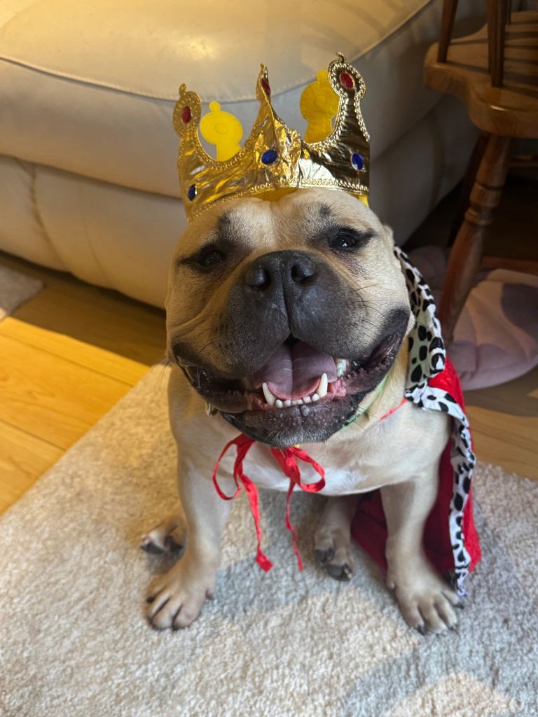 Beautiful Pocket Bully - Duke