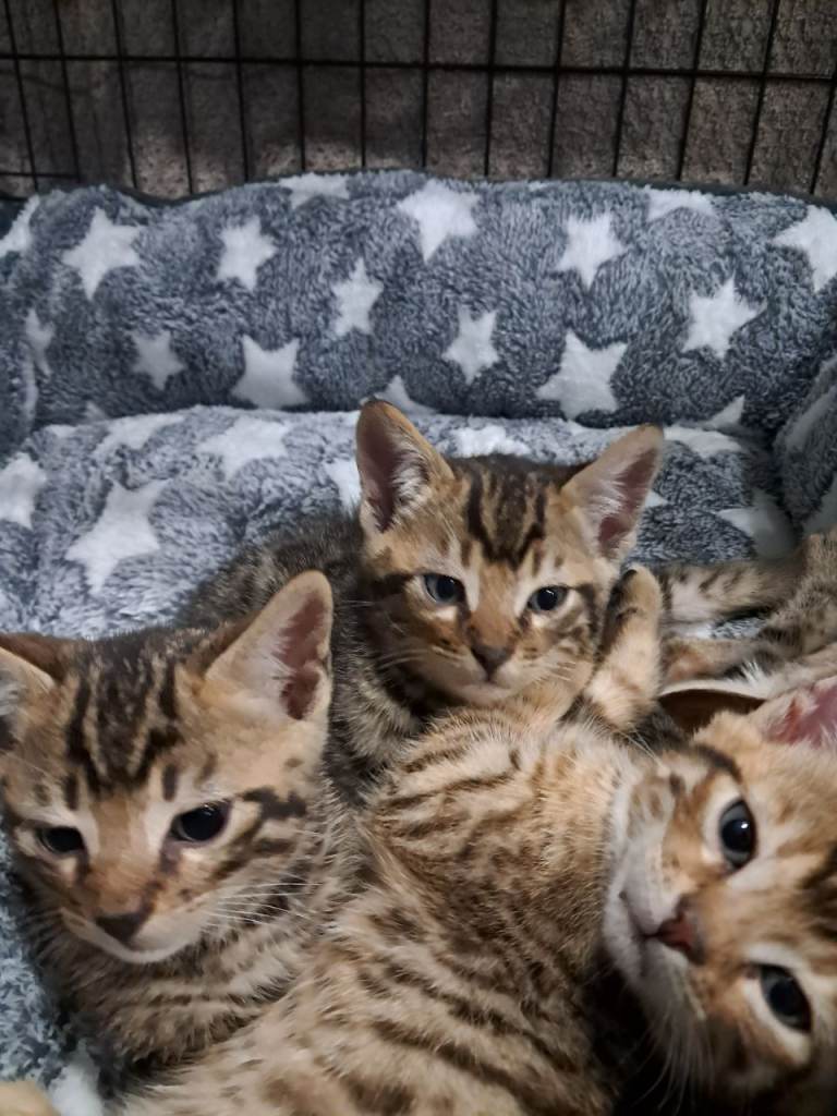 Half Bengle kitten's 