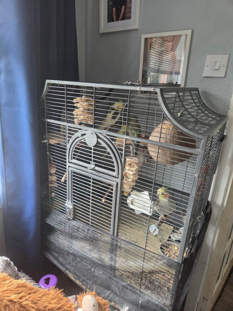 Cockatiels and budgies with cage