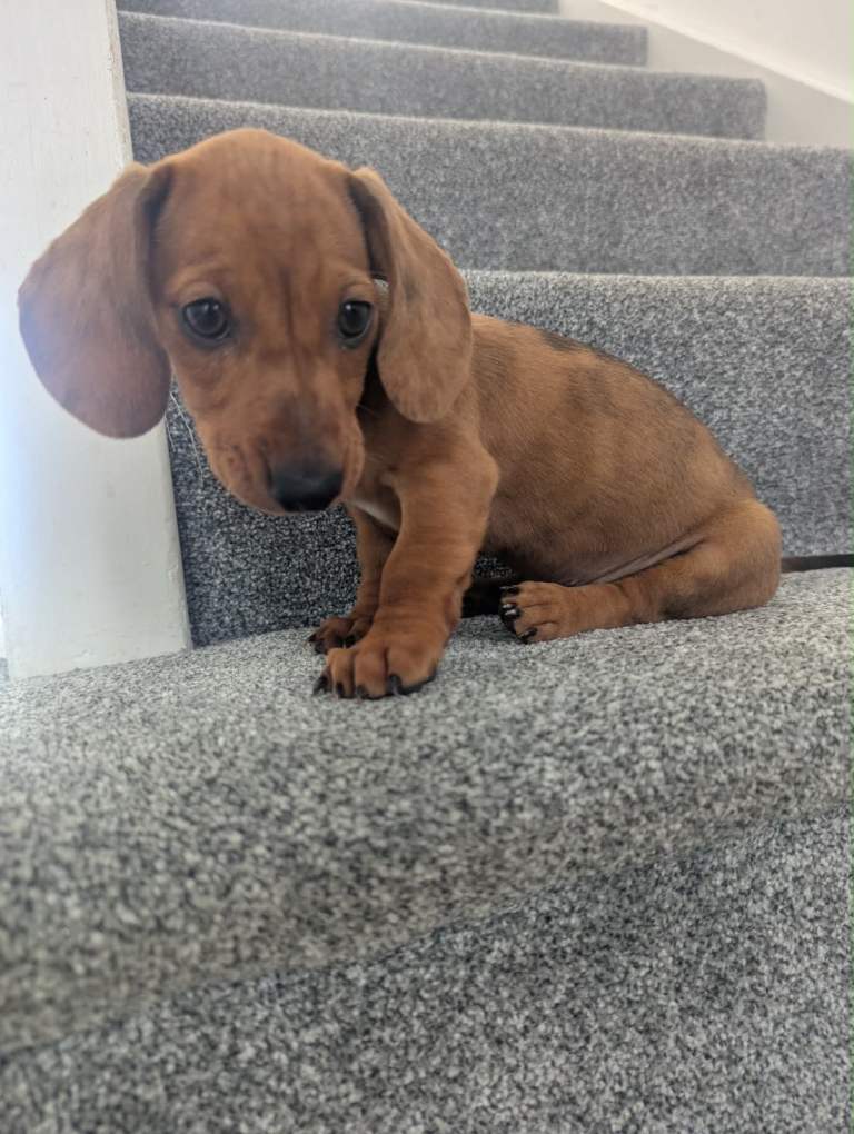 Miniature dachshund puppy