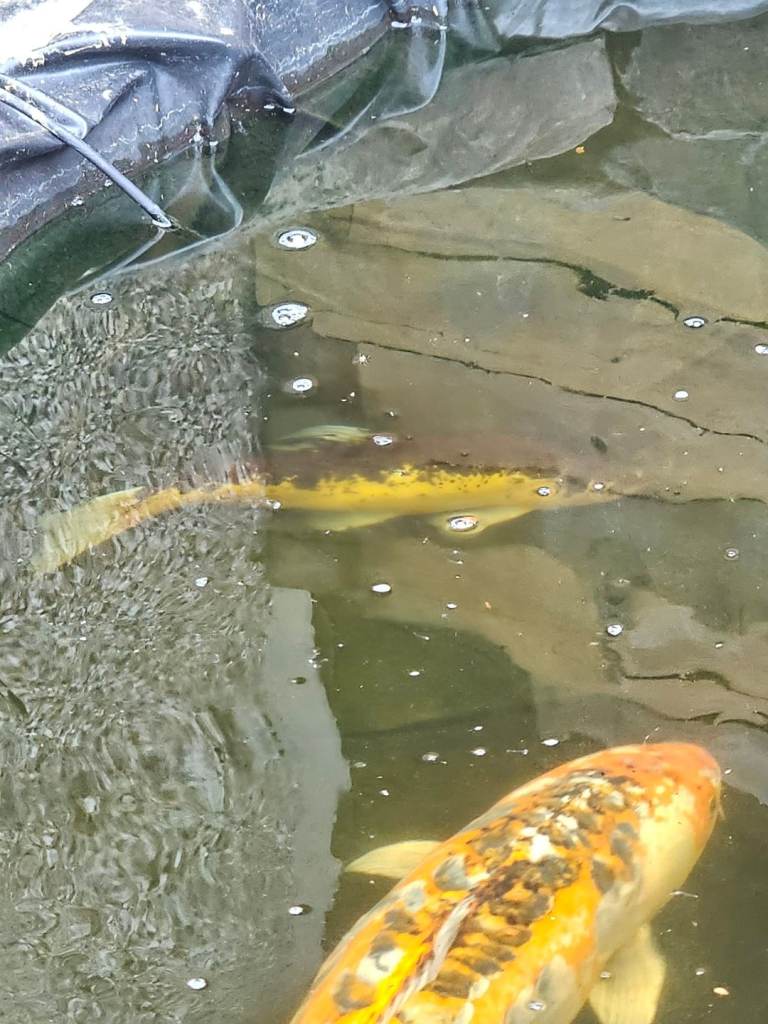 Sturgeon and tench 