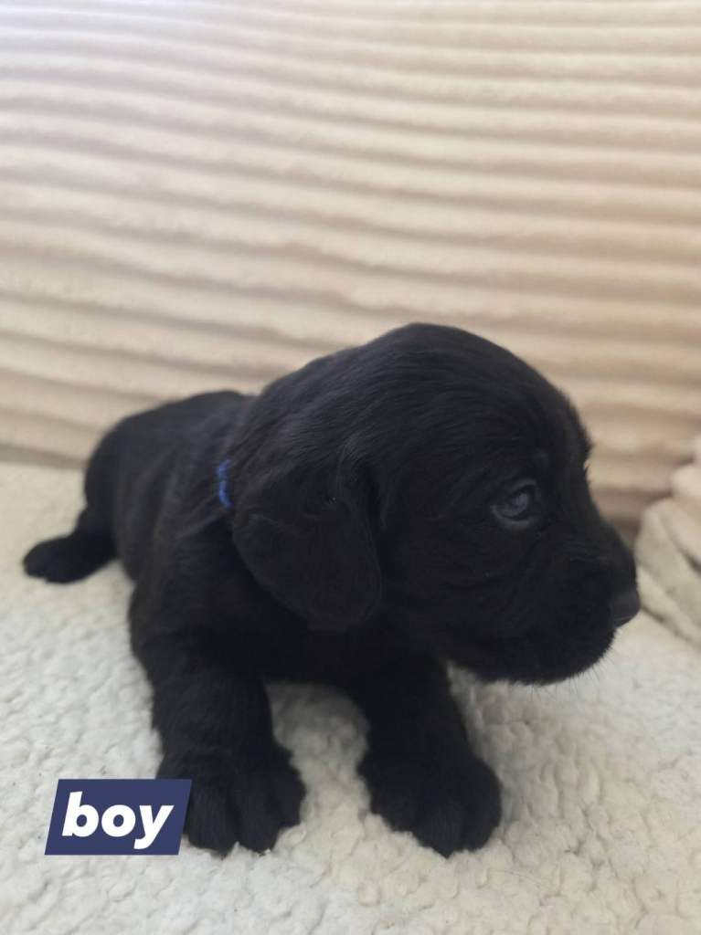 7 labradoole