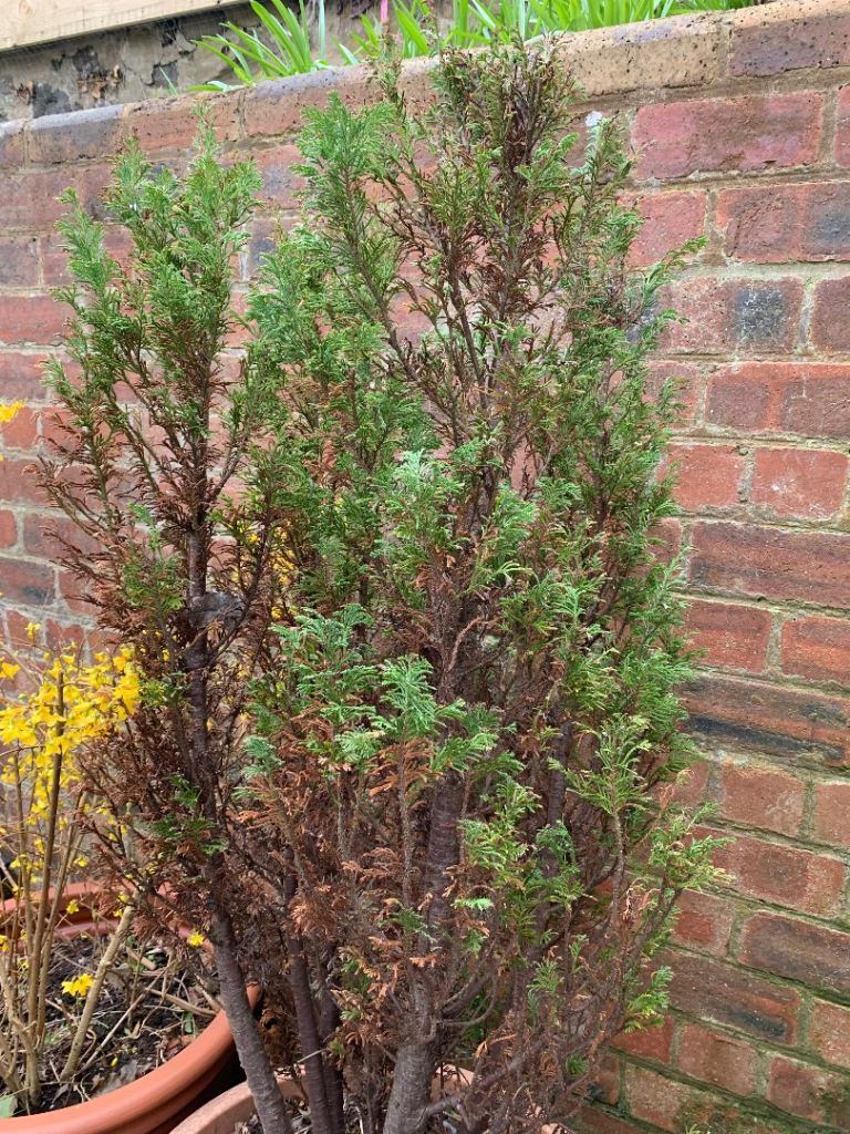 Conifer Cypress Tree in a Pot