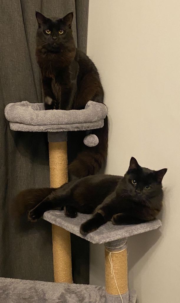 Beloved family Cats 7months old. 