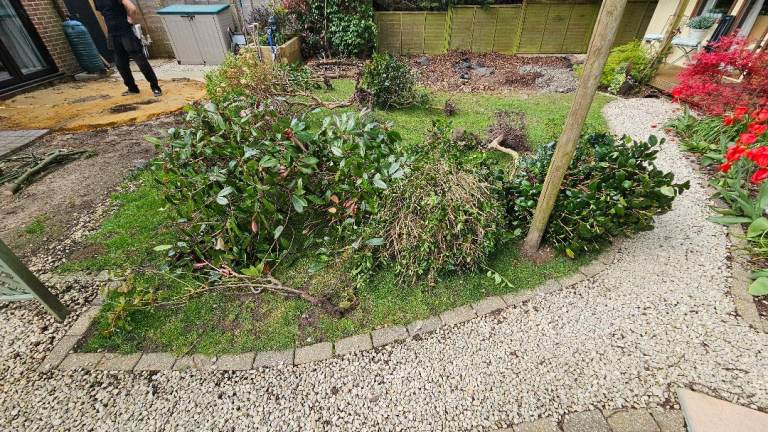 Different bushes plants between 4-6 foot free to collect donation welcome