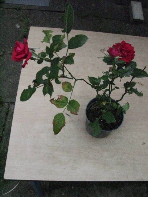Rose